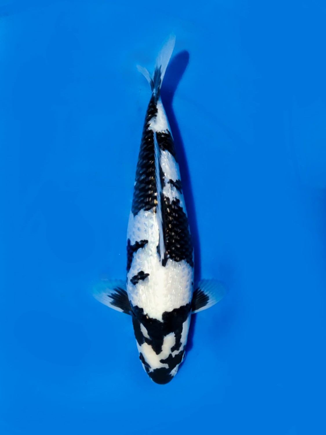 Juara 1
