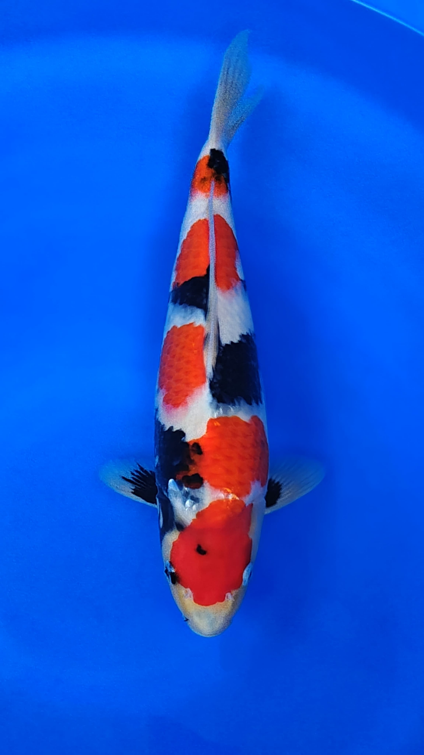 Best In Size F, 31 - 35 cm