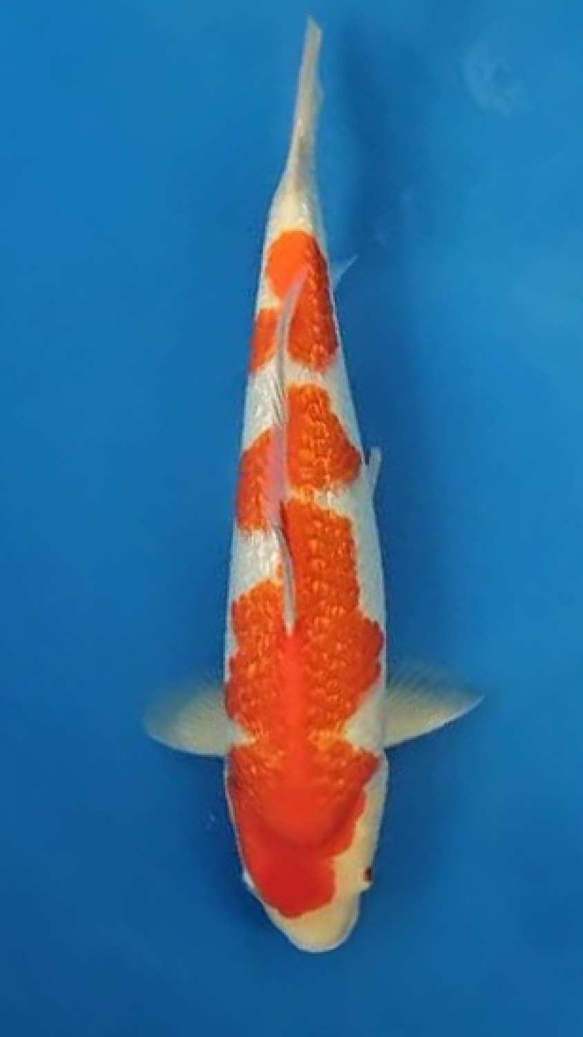 Juara 4