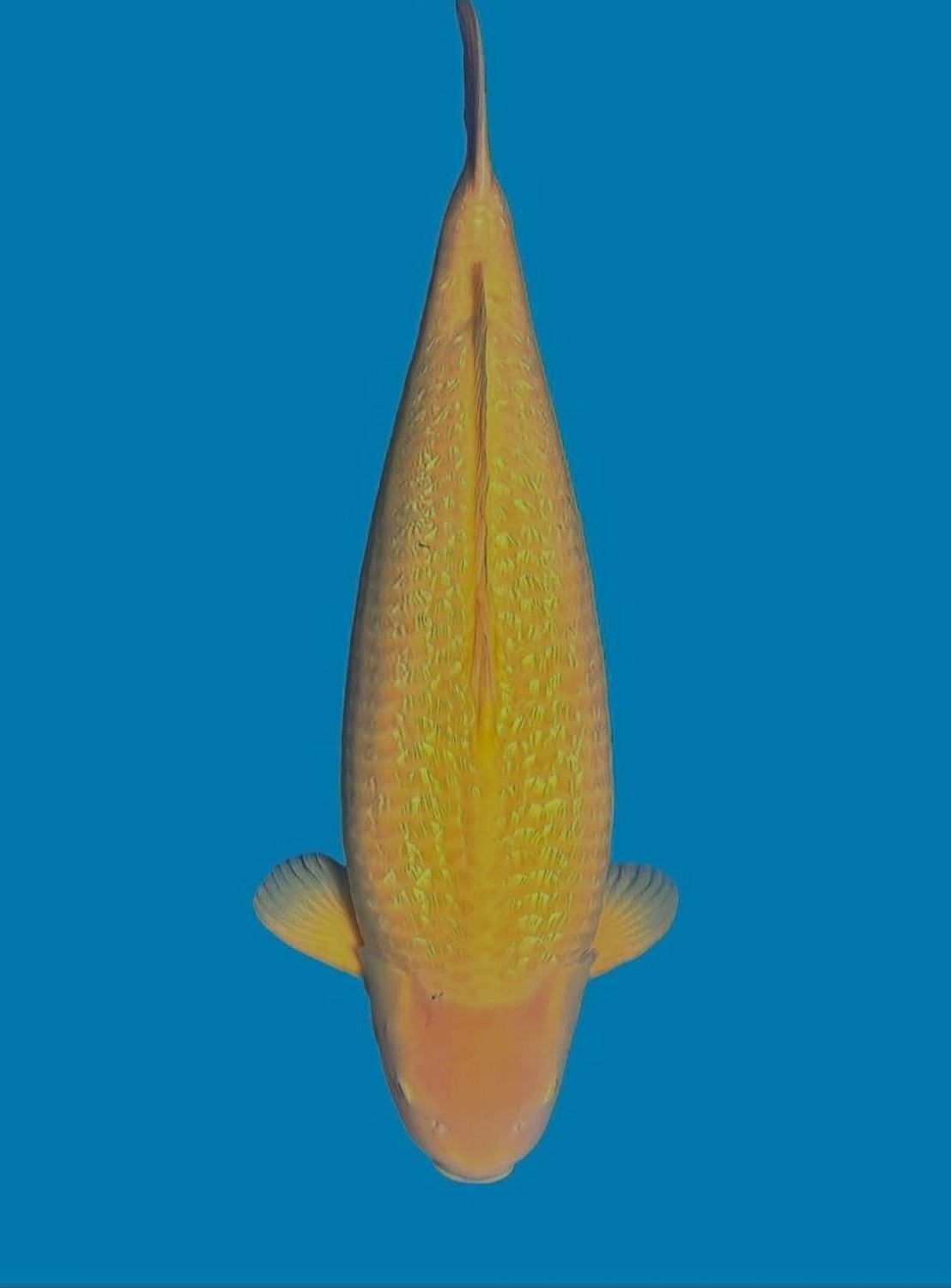 Juara 2