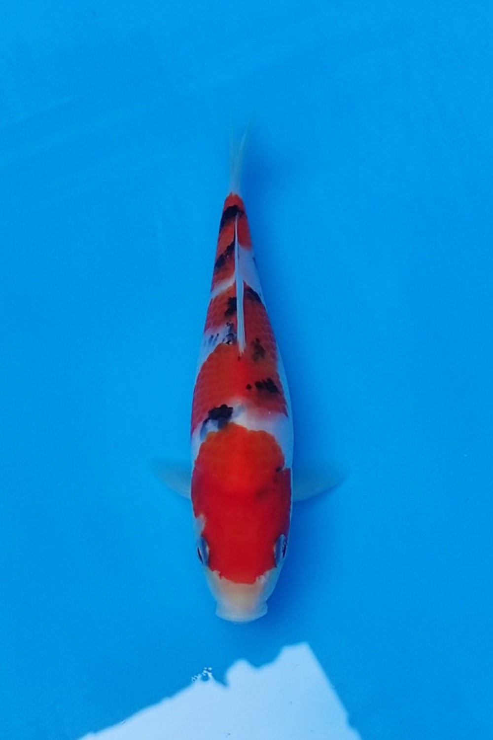 Best In Size F, 13 - 15 cm