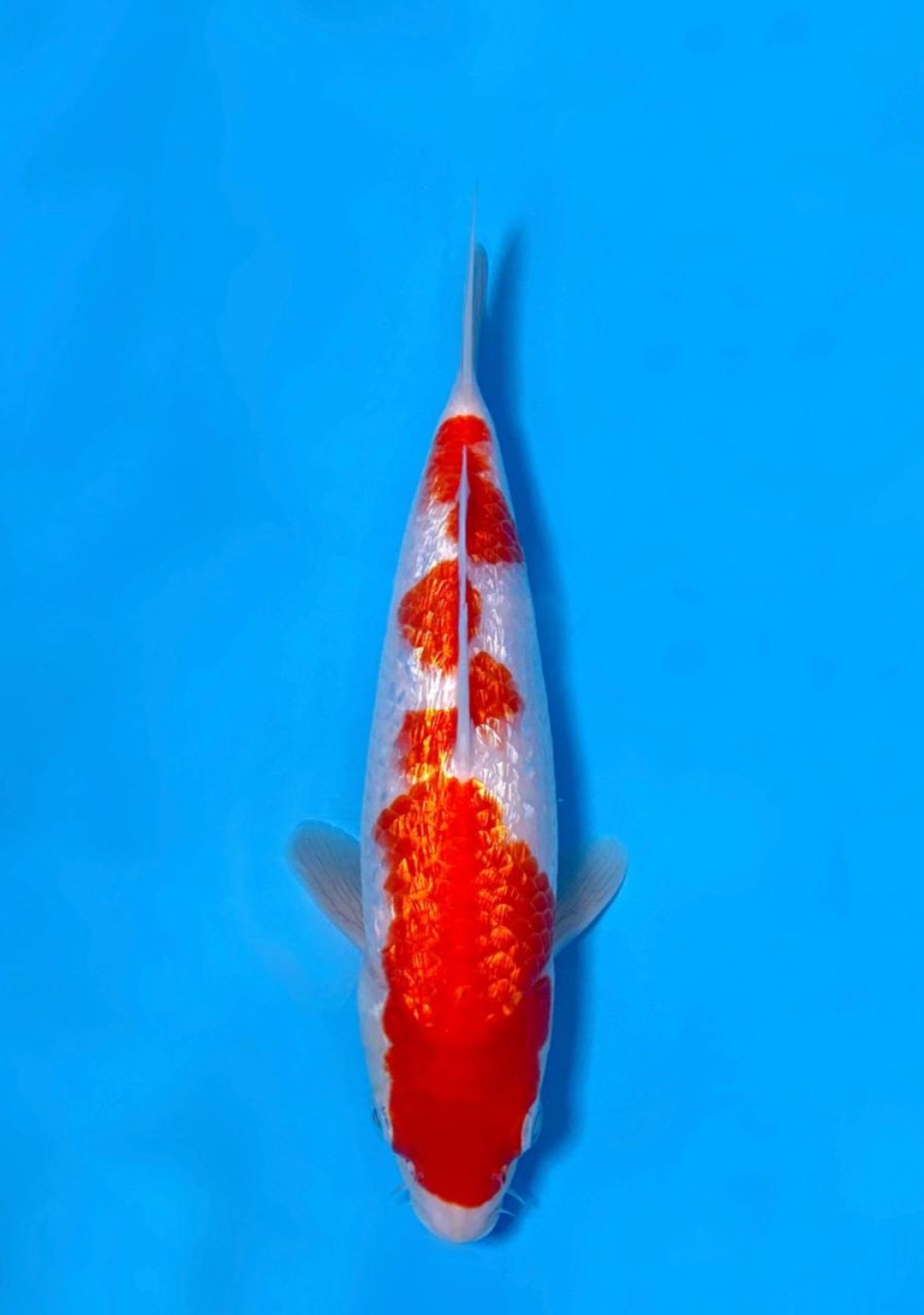 Juara 5