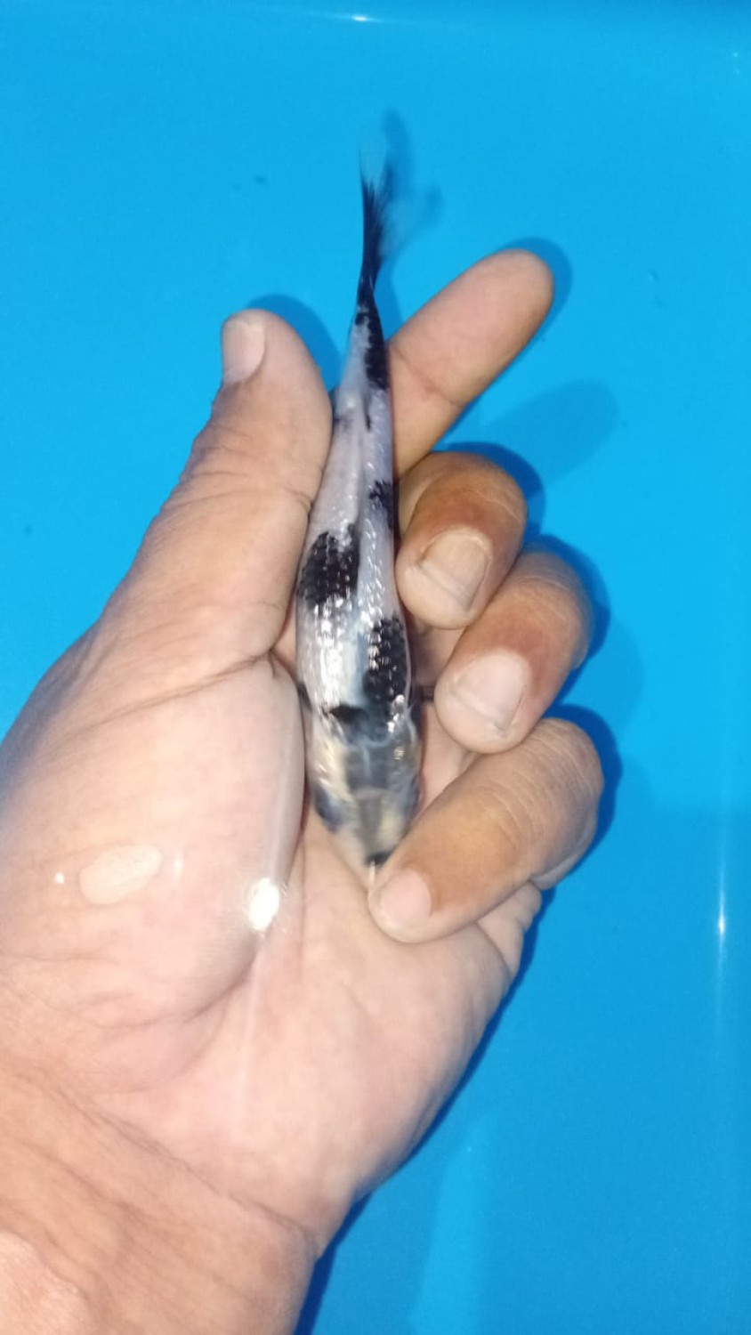 Juara 1
