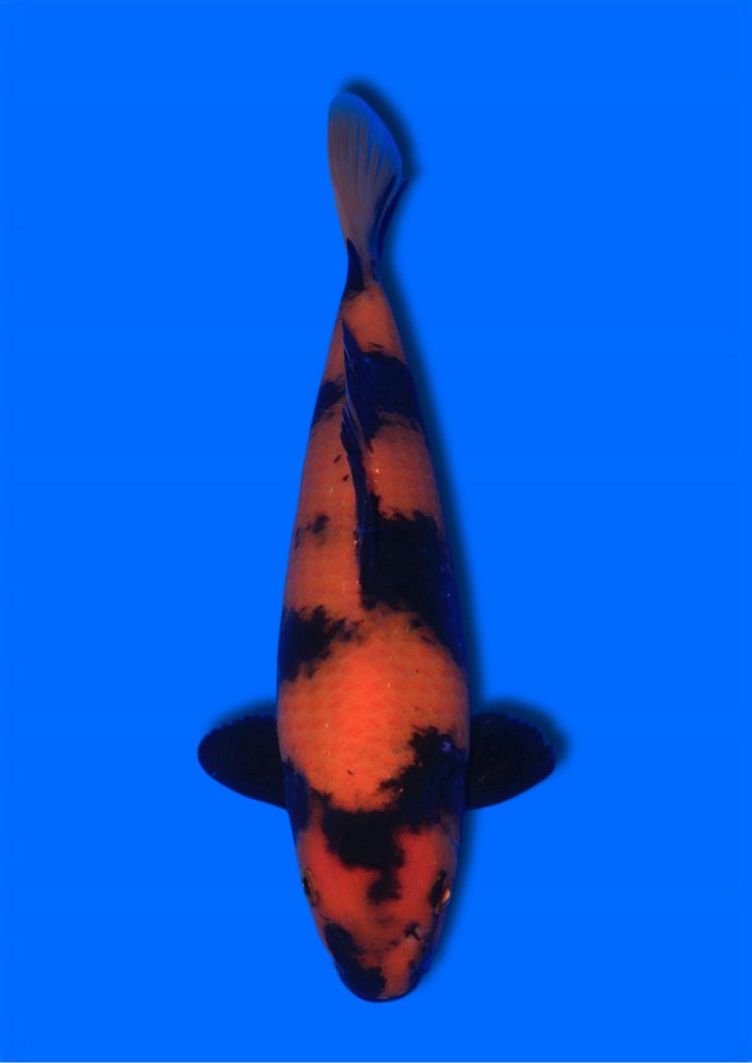 Juara 5