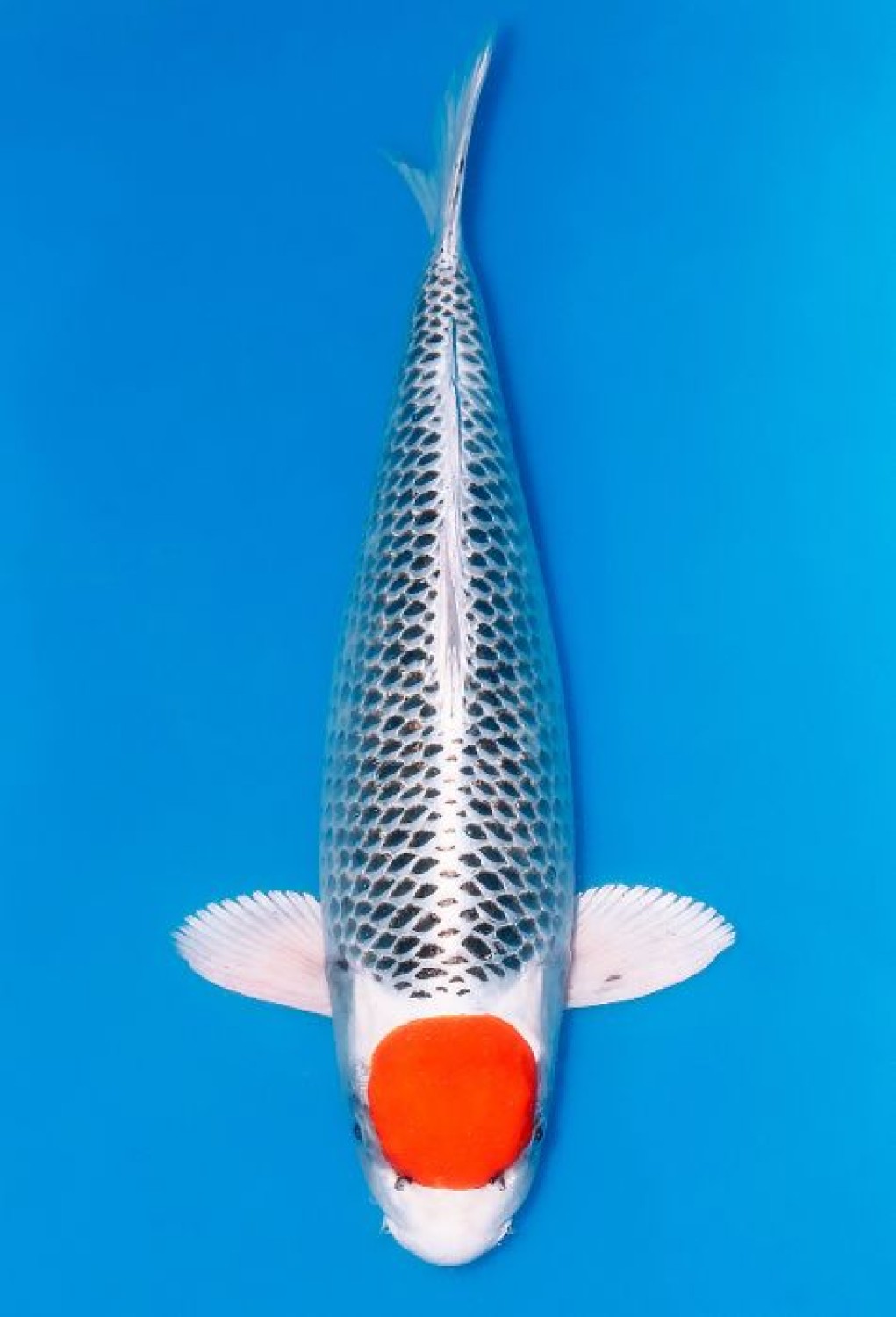 Best In Size C, 66 - 70 cm