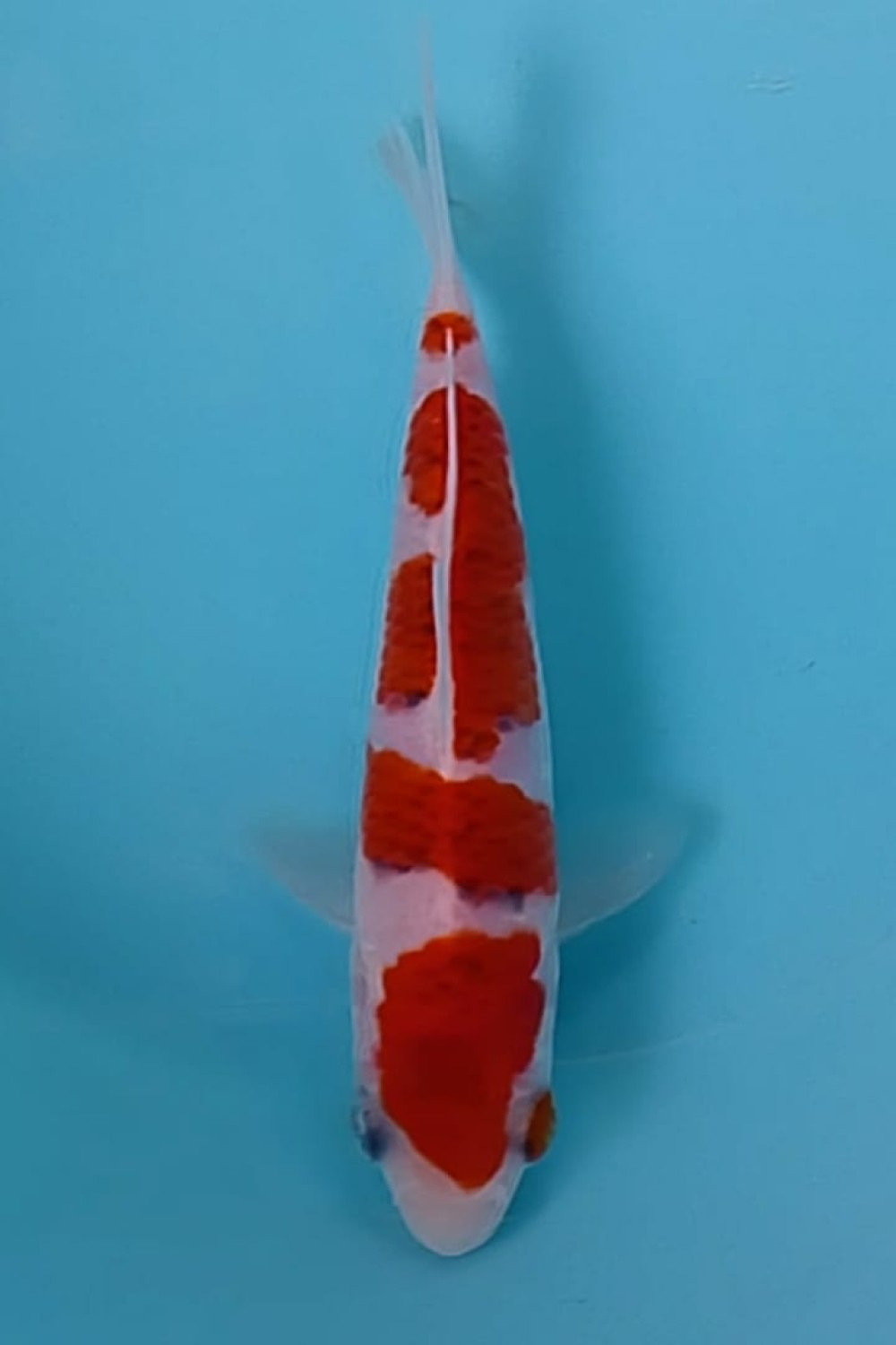 Juara 2