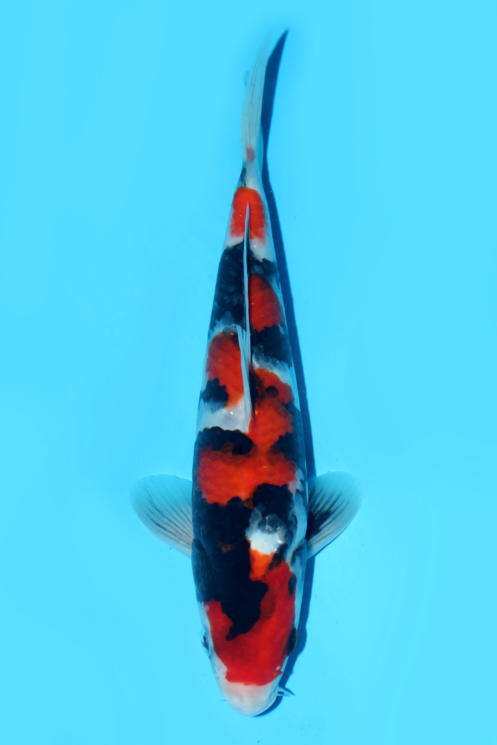 Best In Size A, 26 - 30 cm