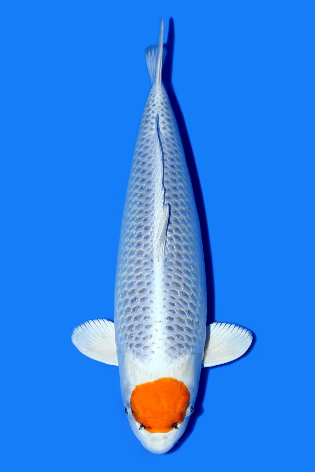 Juara 2