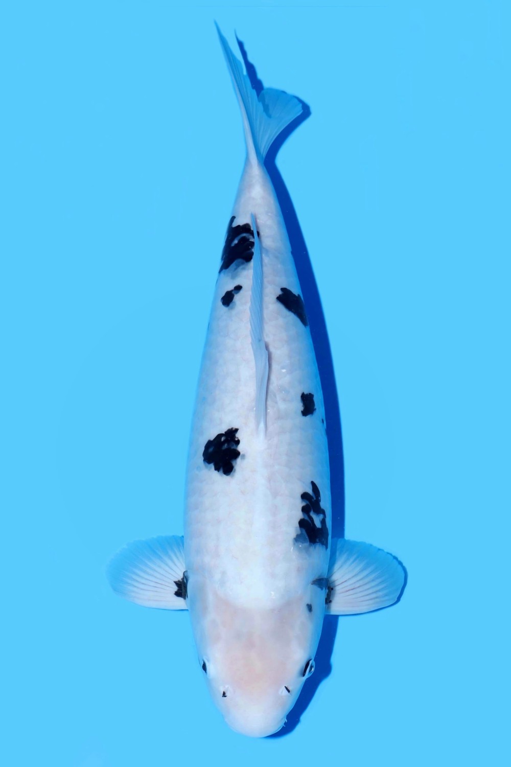 Juara 1