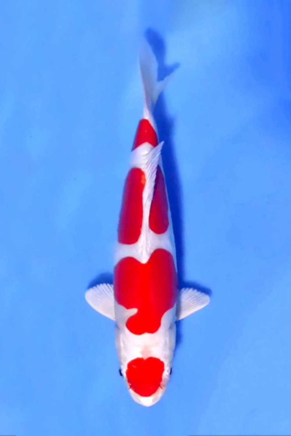 Juara 1