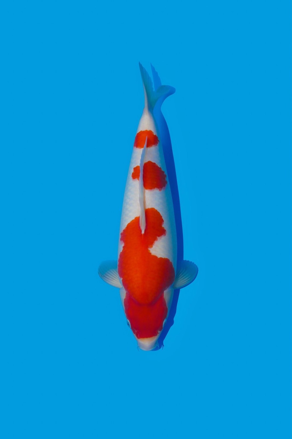 Best In Size A, 46 - 50 cm