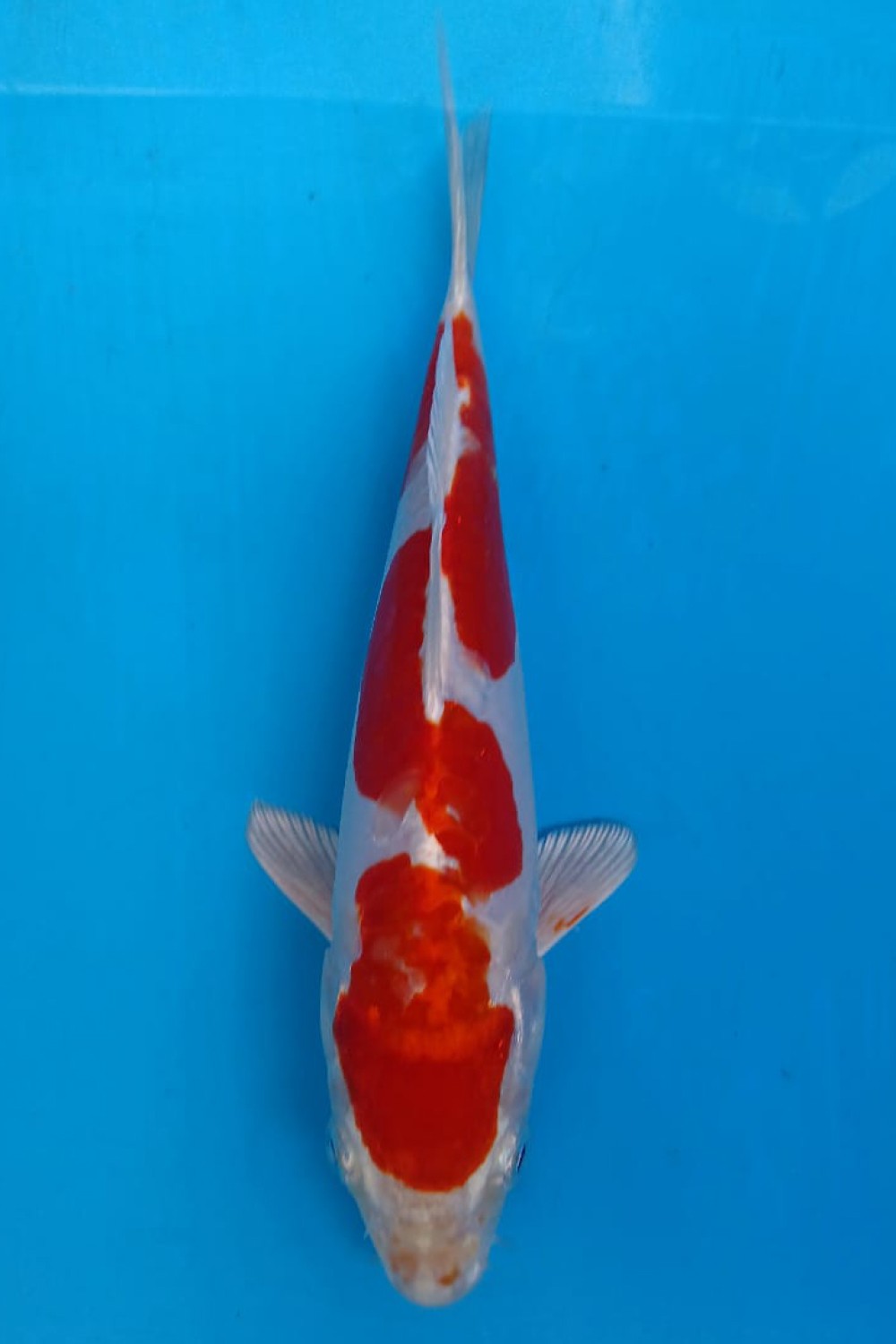 Juara 1
