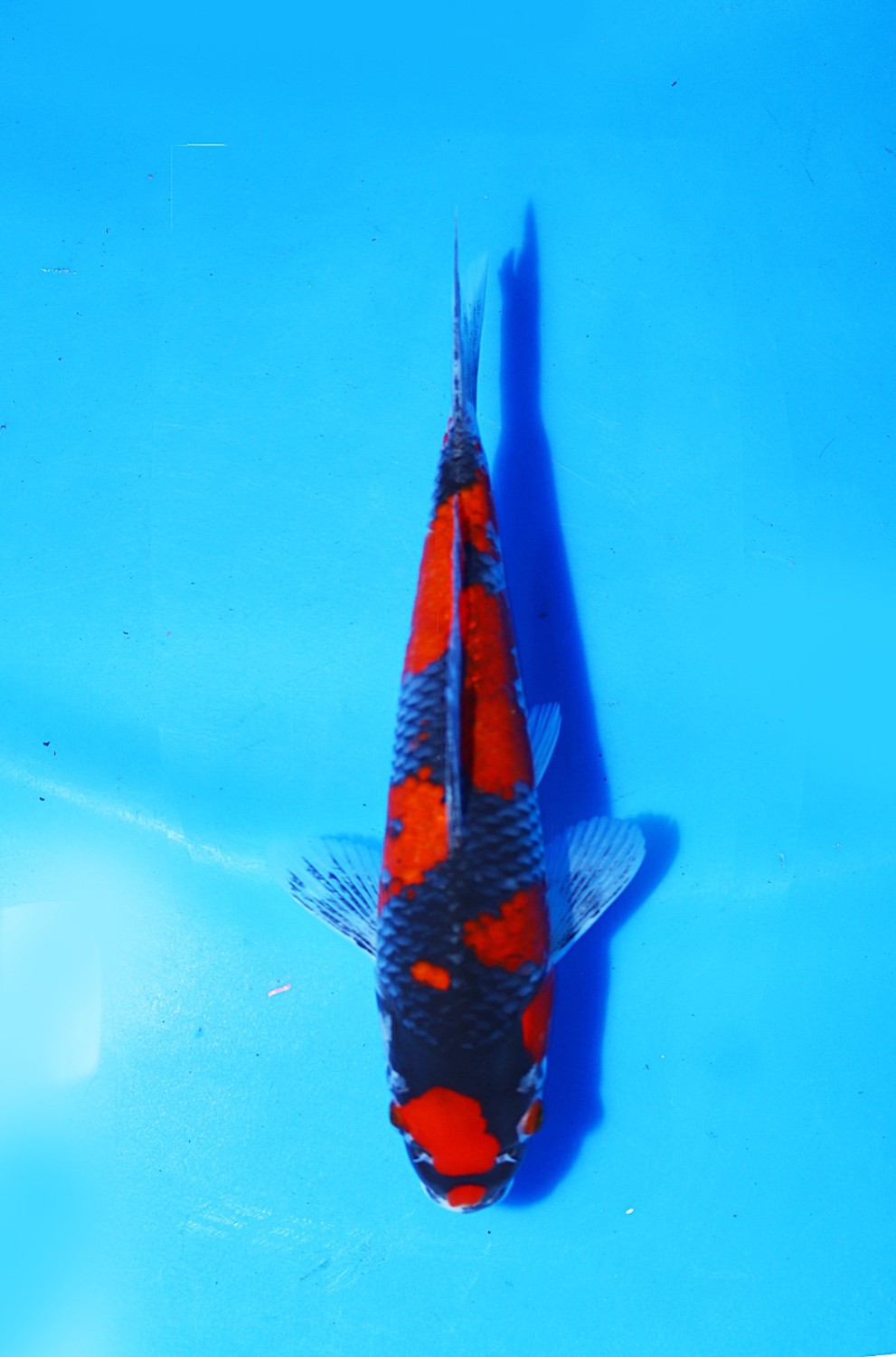 Juara 1
