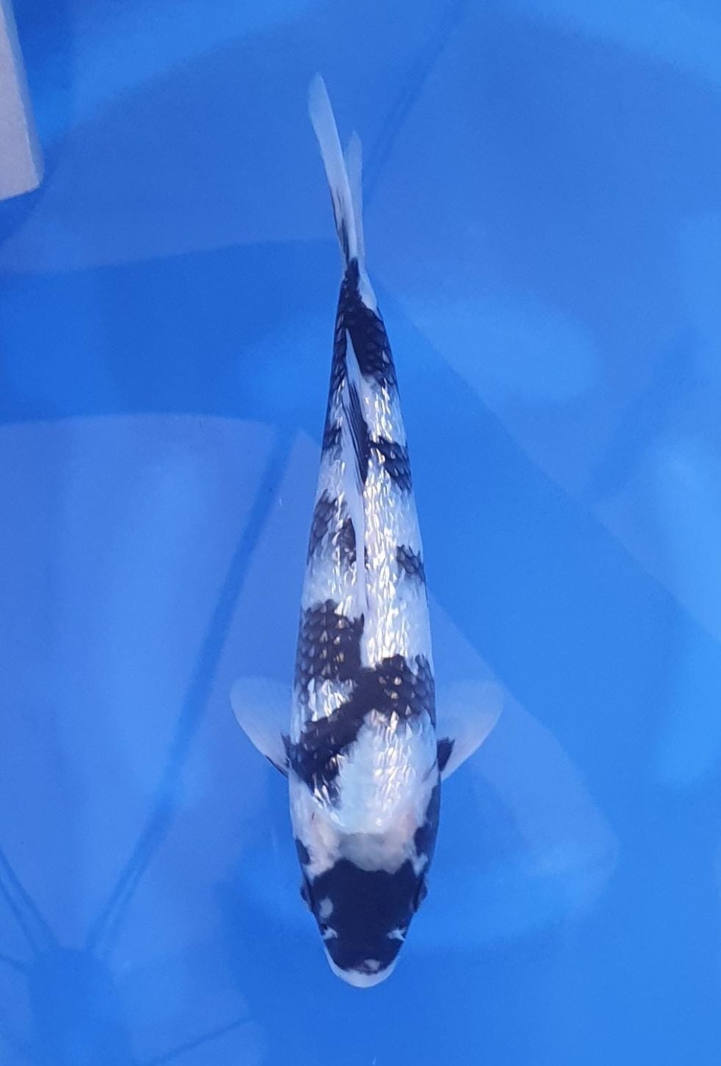 Juara 1