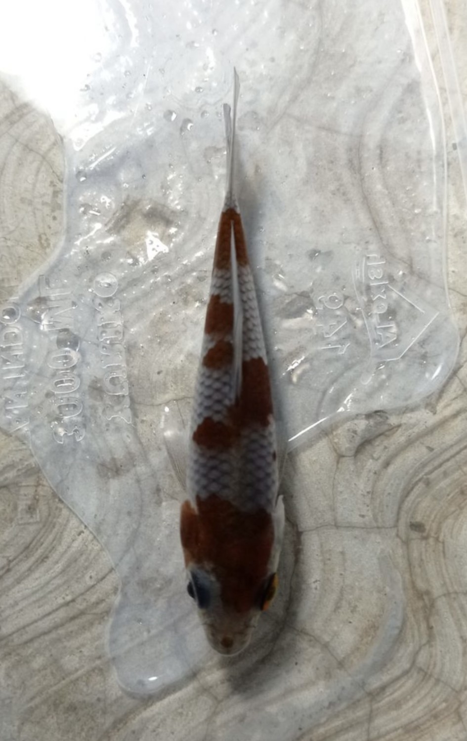 Best In Size B, Up To 12 cm