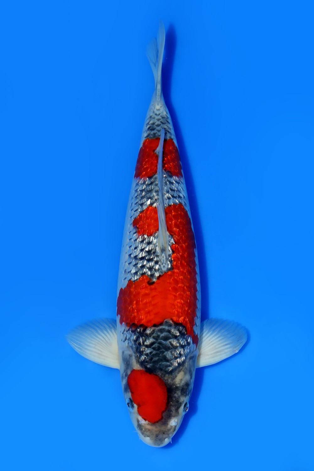 Juara 1