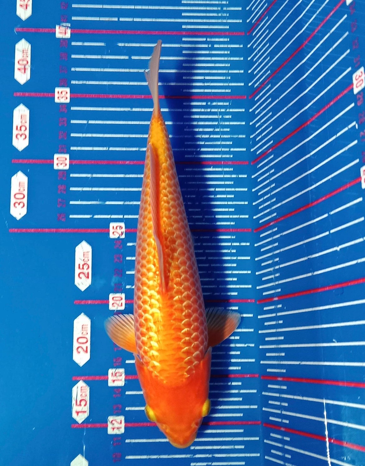 Best In Size E, 21 - 25 cm