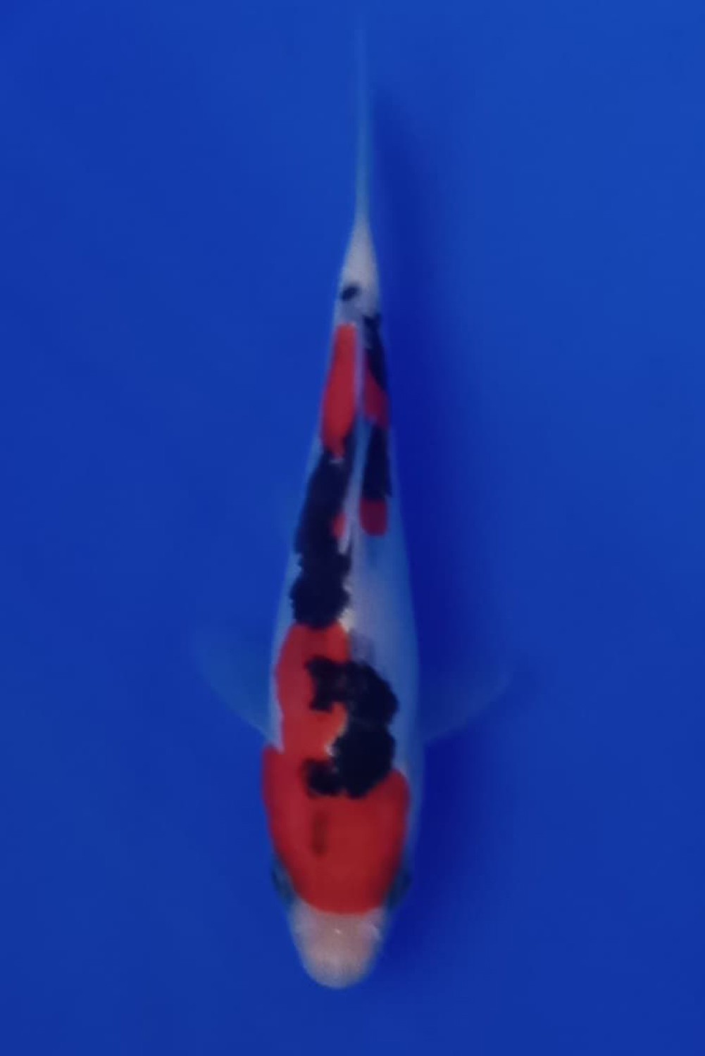 Juara 3