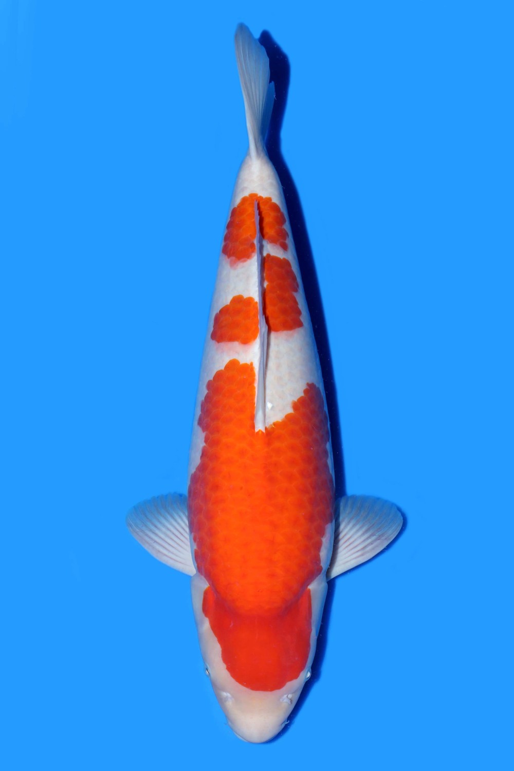 Best In Size F, 66 - 70 cm