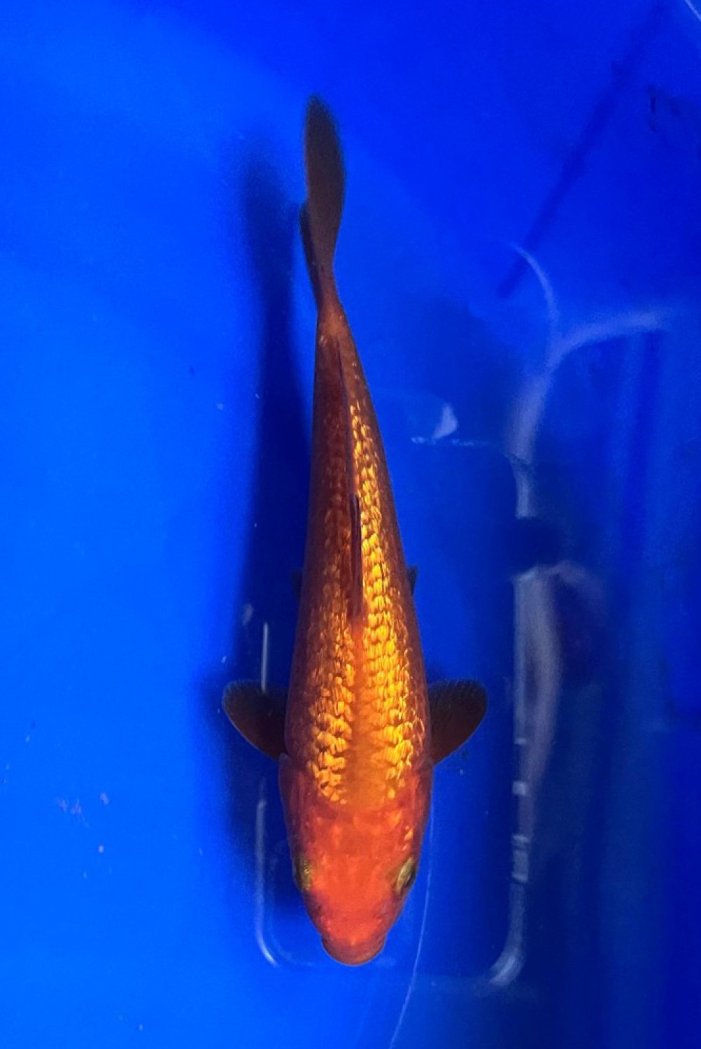 Juara 1