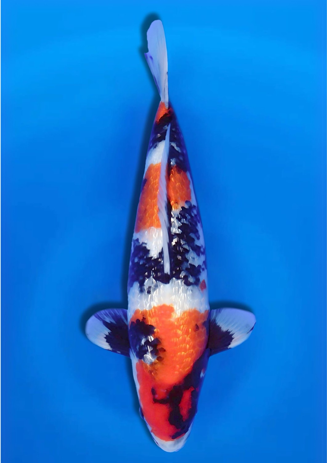 Best In Size B, 51 - 55 cm