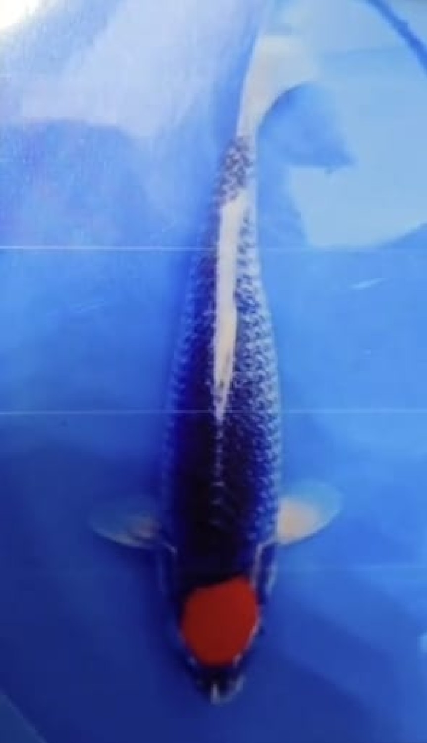 Best In Size C, 41 - 45 cm