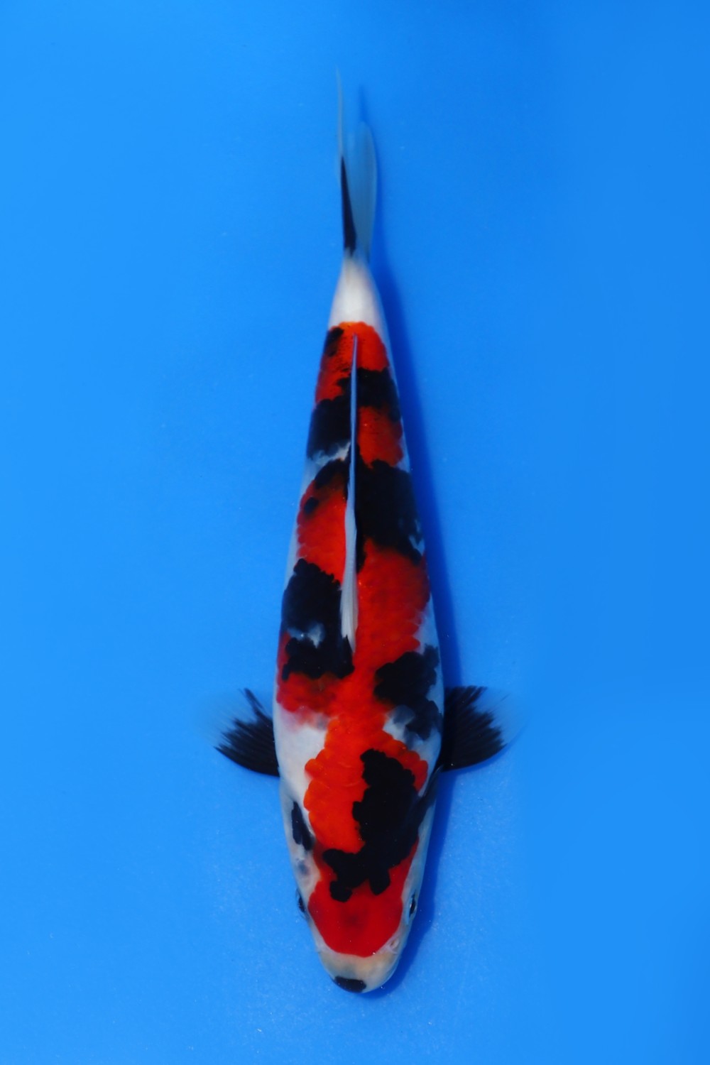 Juara 1