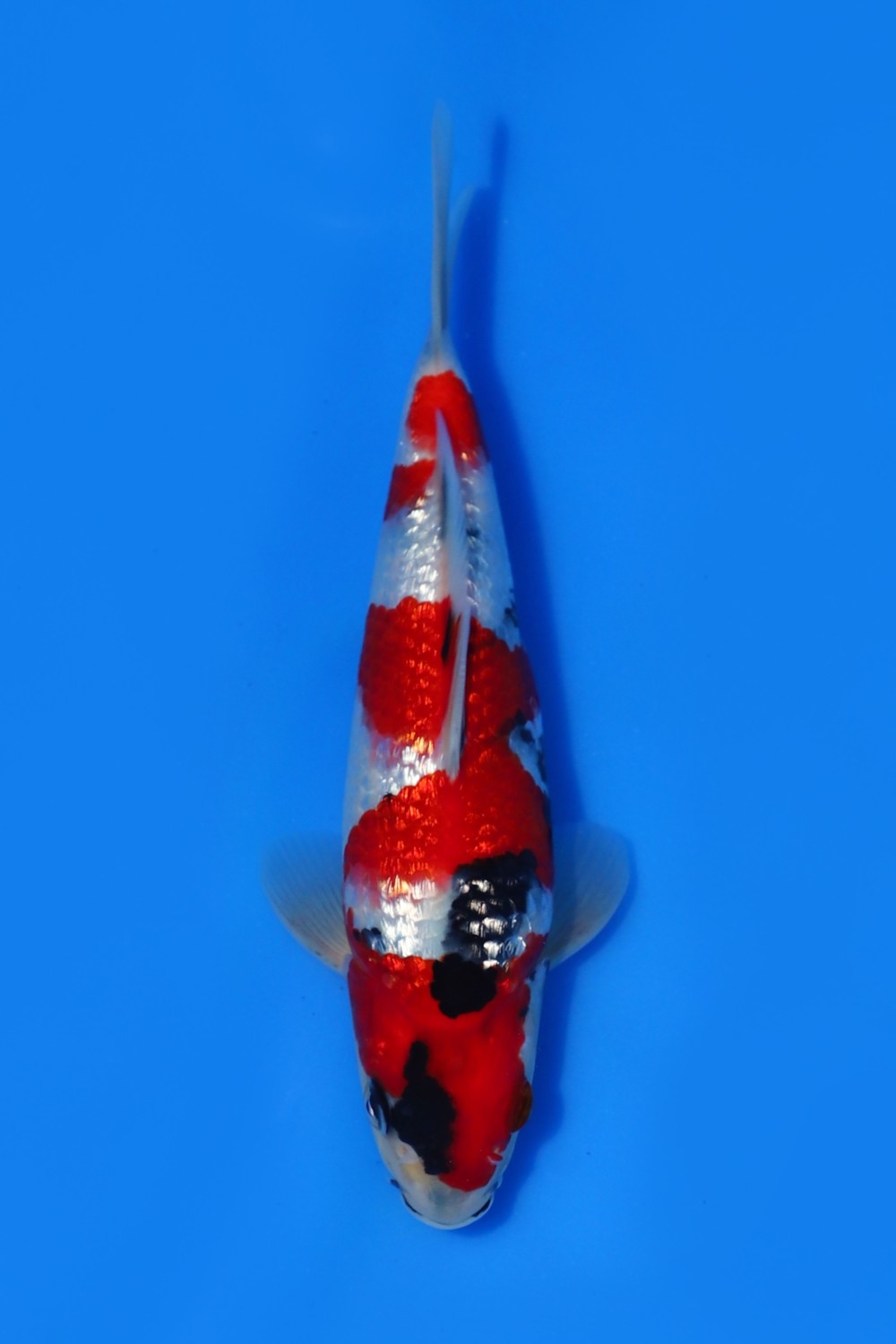 Juara 2