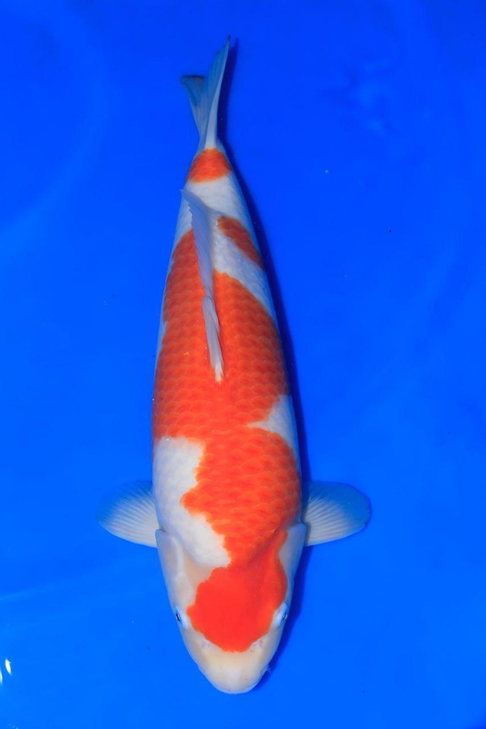 Juara 1