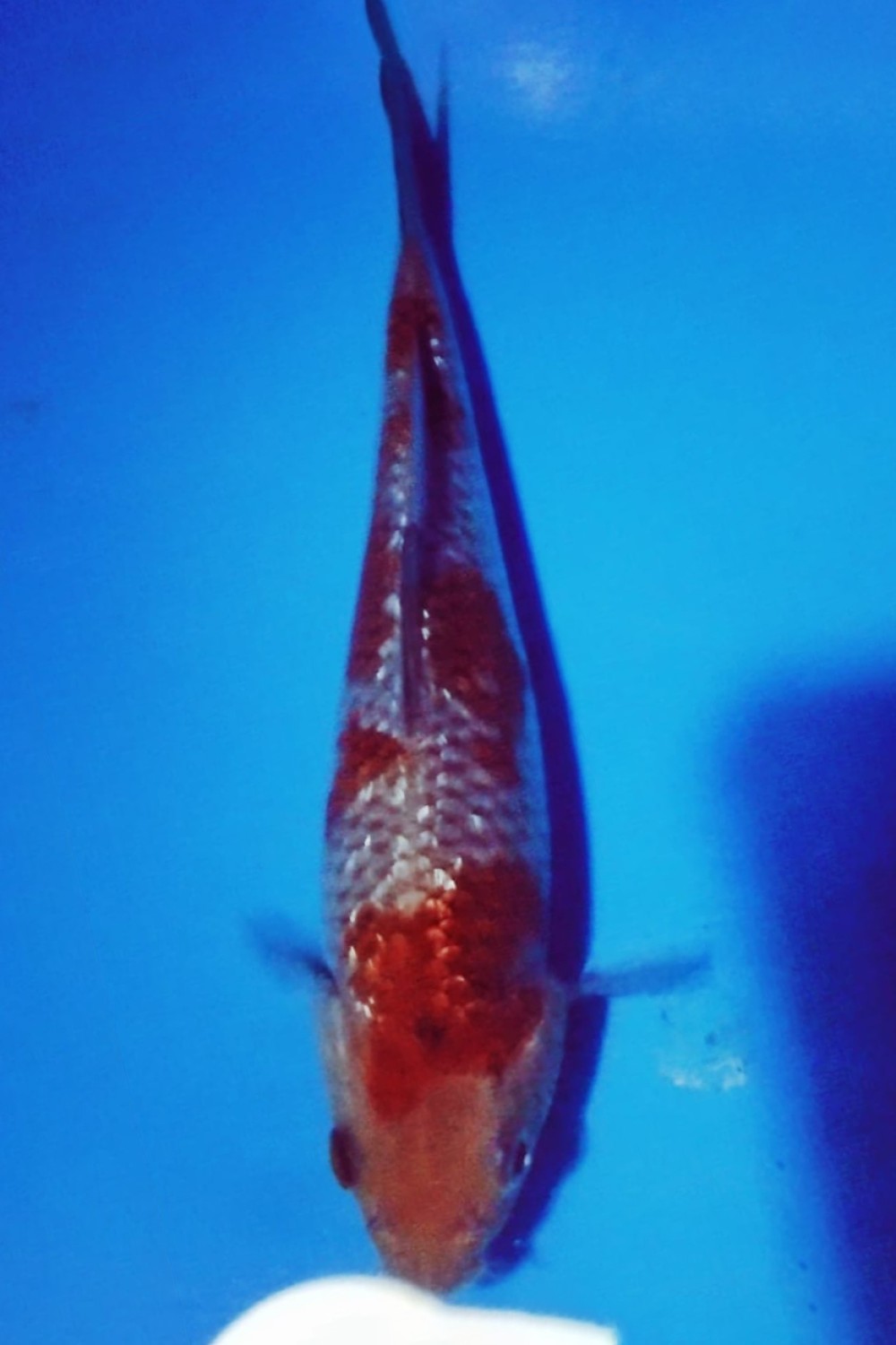 Juara 5