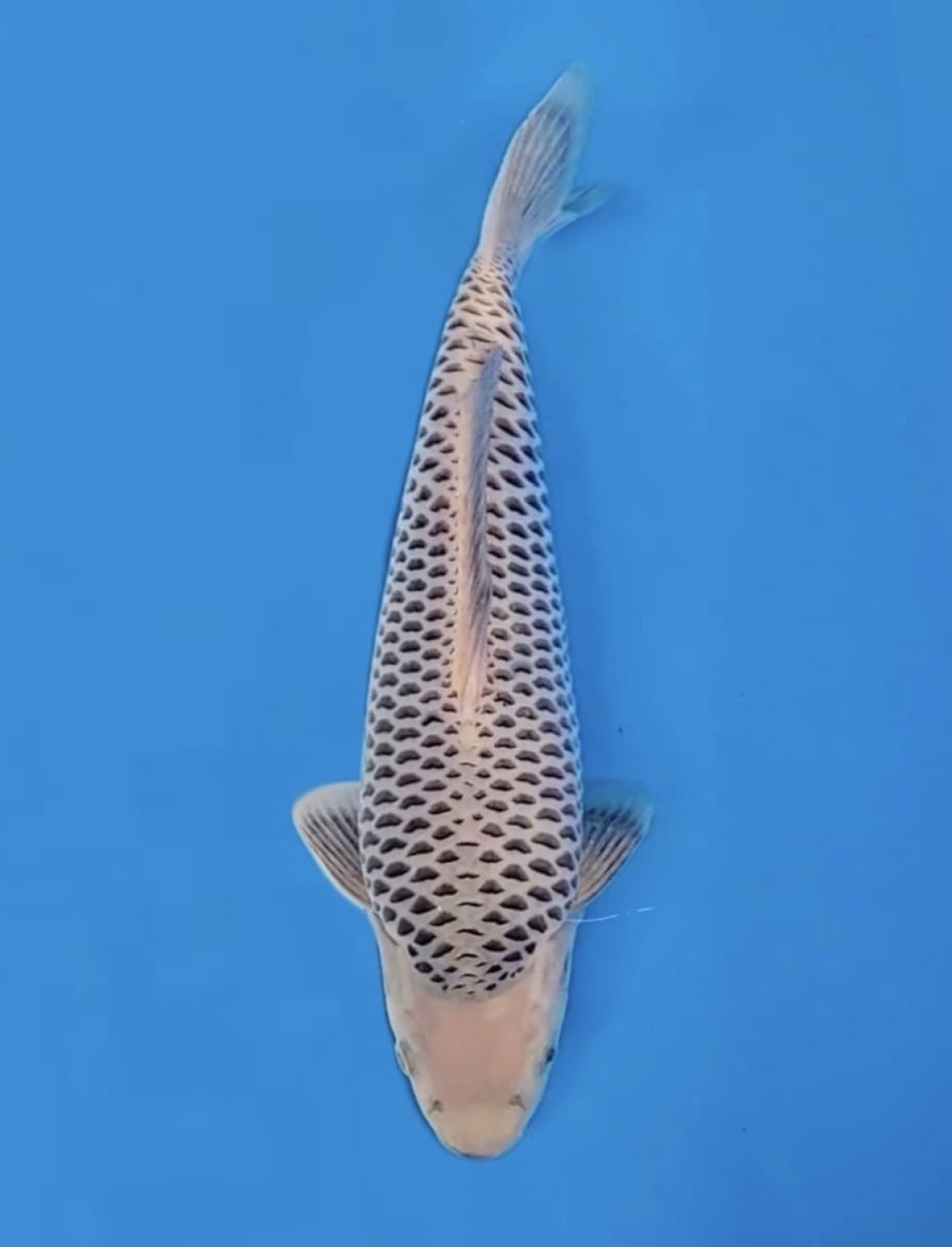 Juara 1