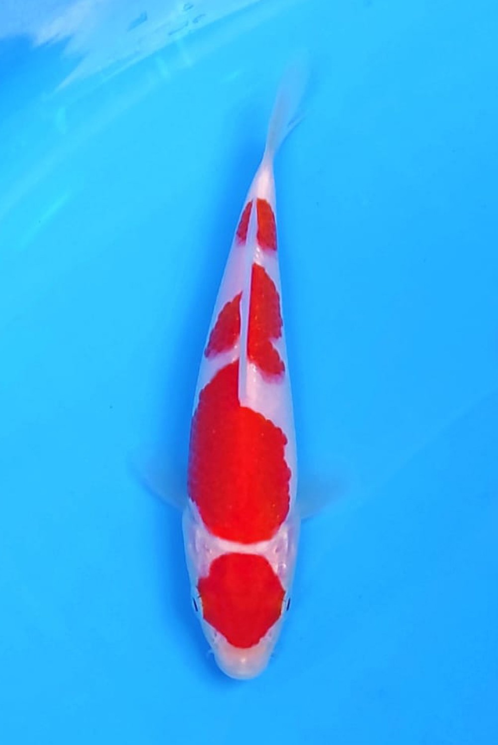 Best In Size A, Up To 12 cm