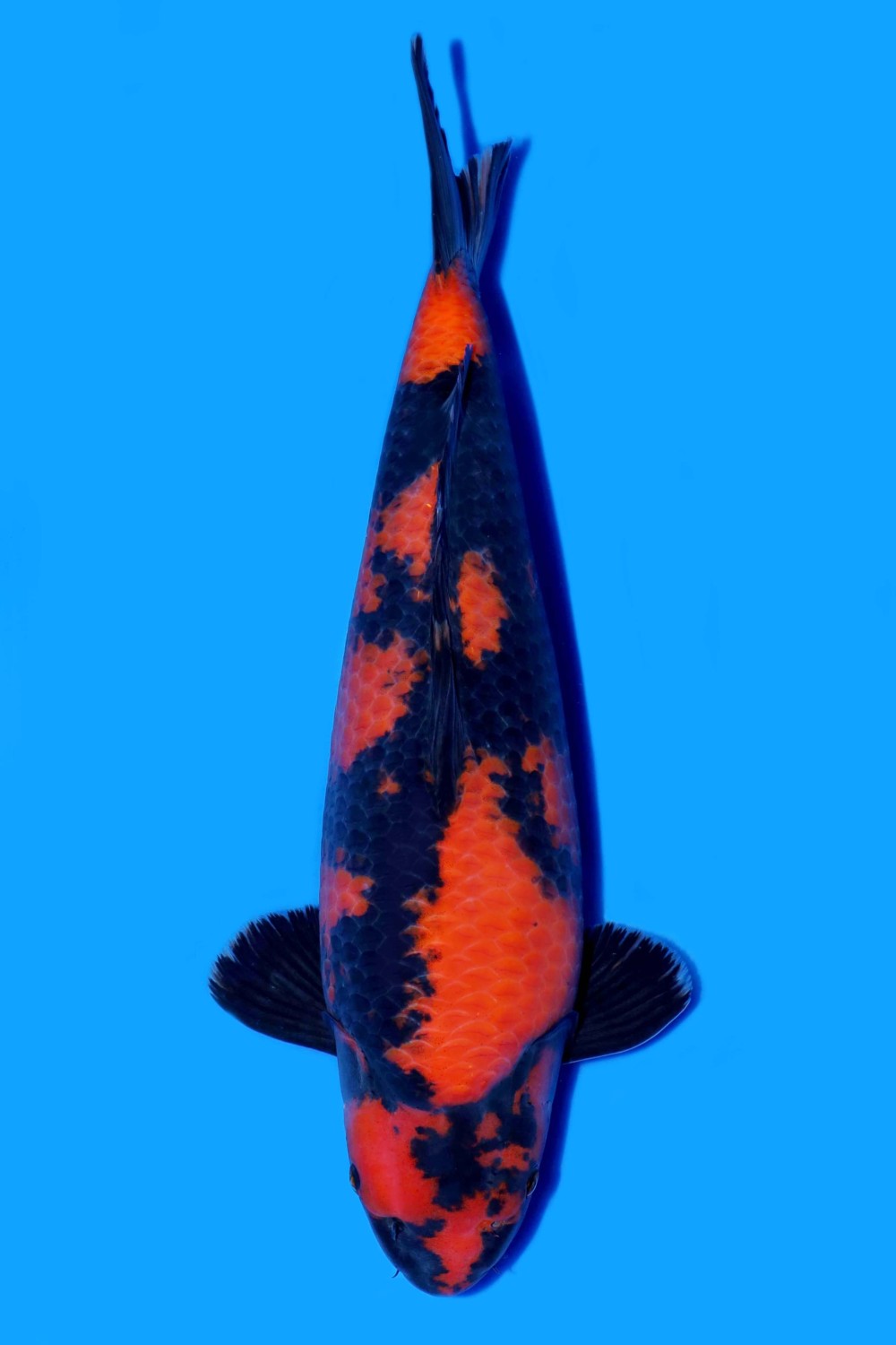 Juara 1