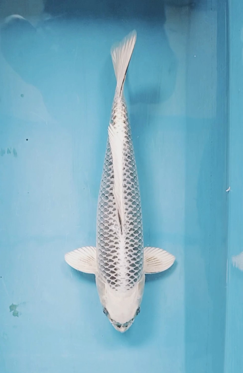 Juara 1