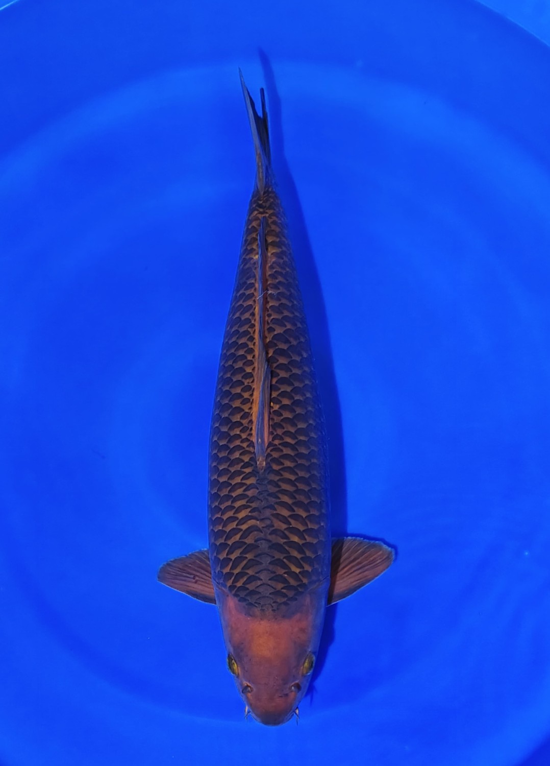 Best In Size E, 41 - 45 cm