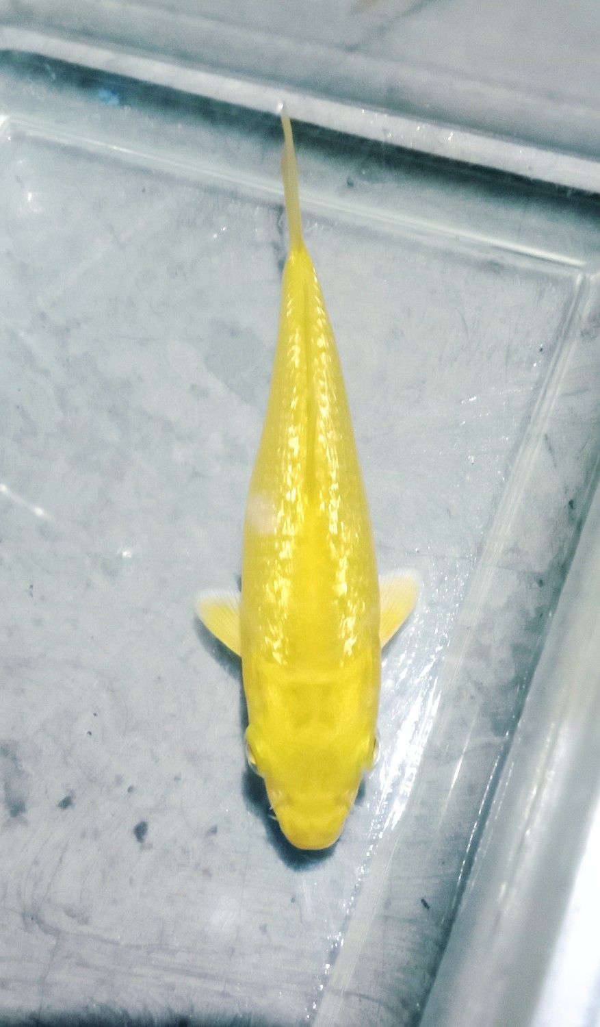 Juara 2