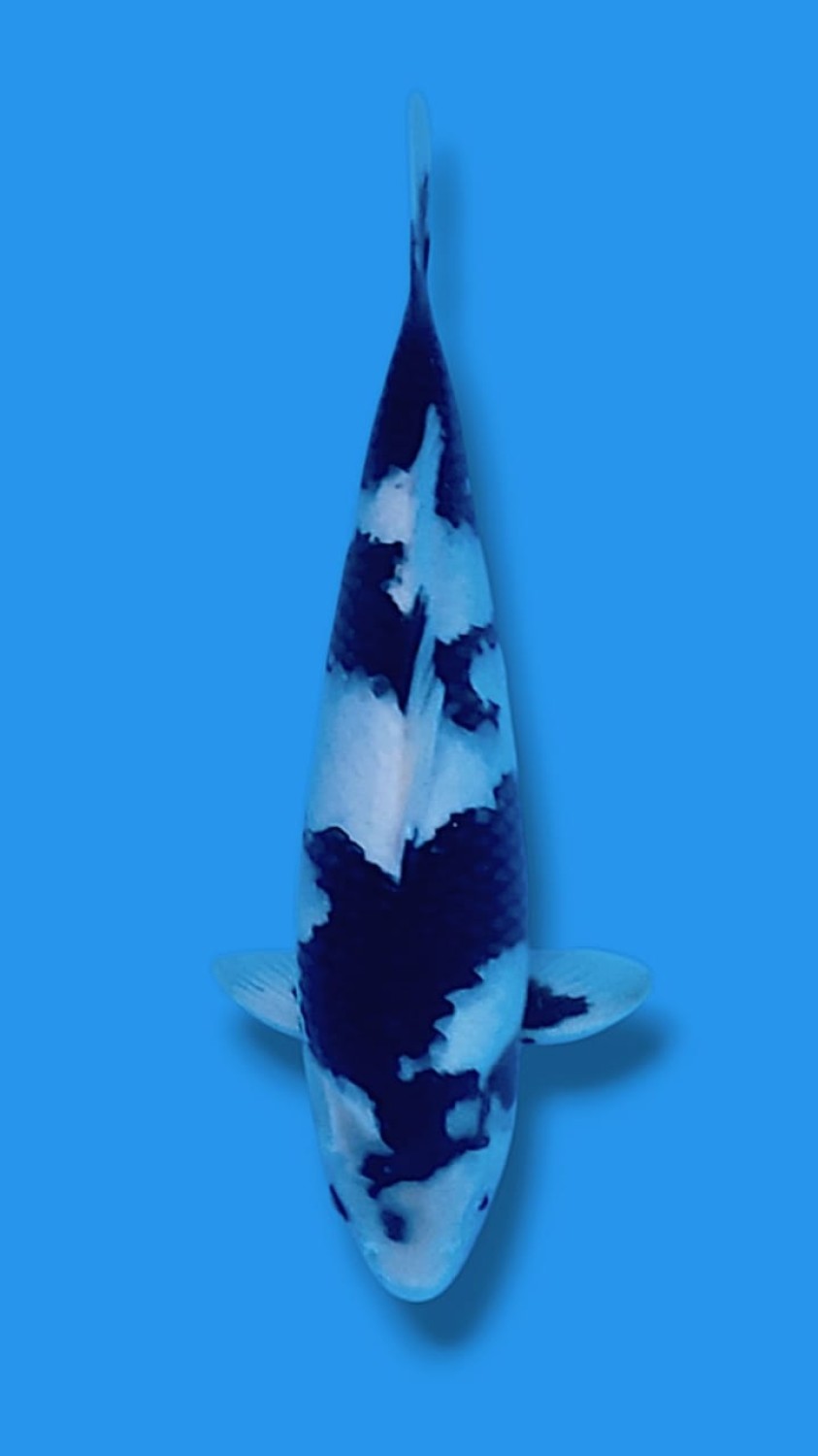 Juara 1