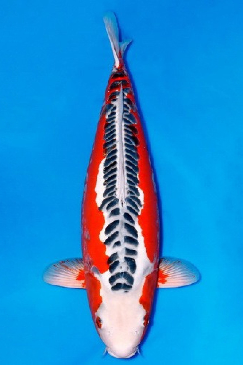Best In Size D, 61 - 65 cm