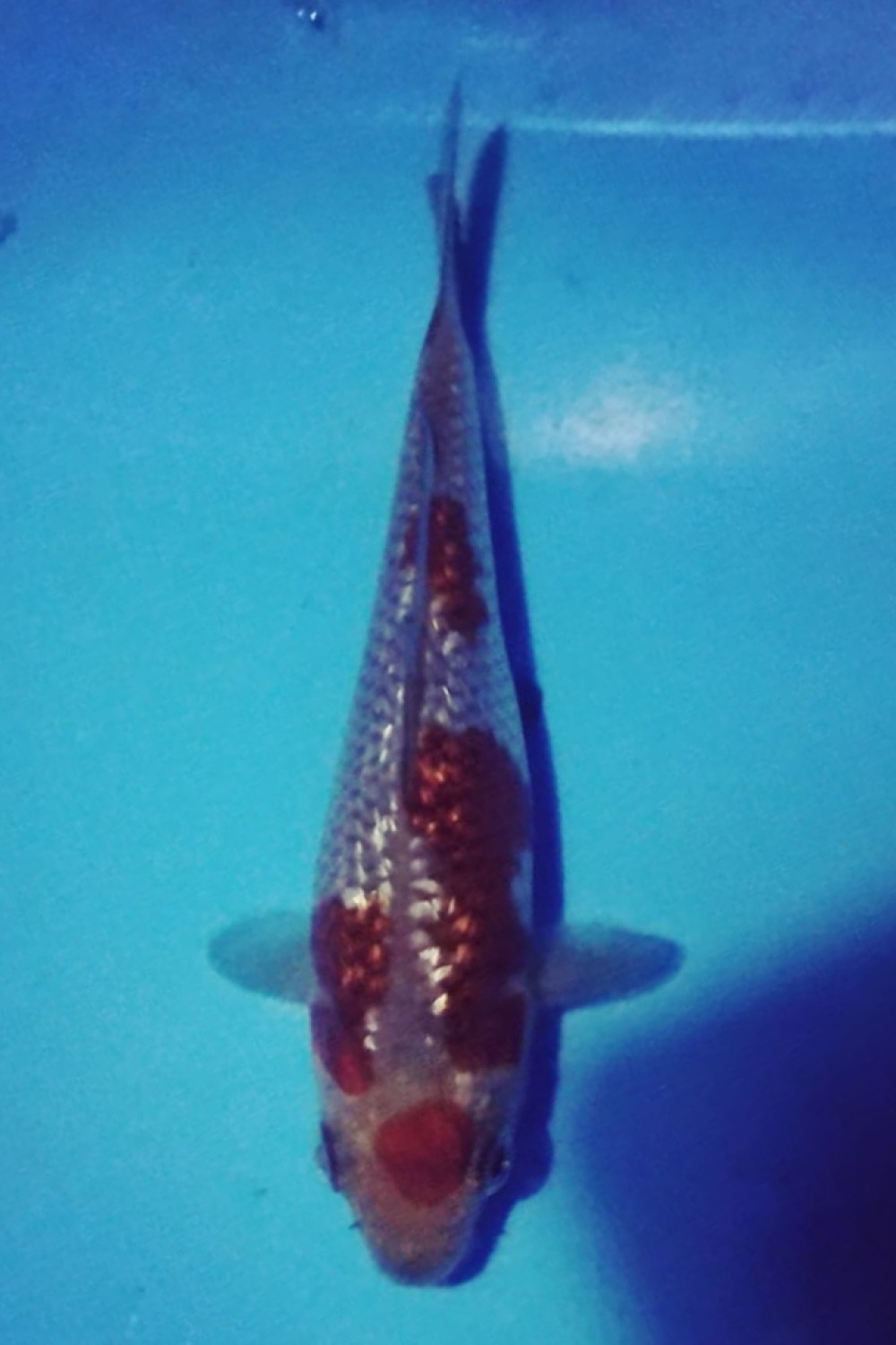 Juara 4