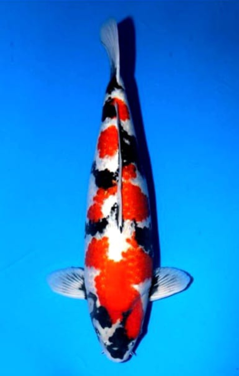 Juara 2