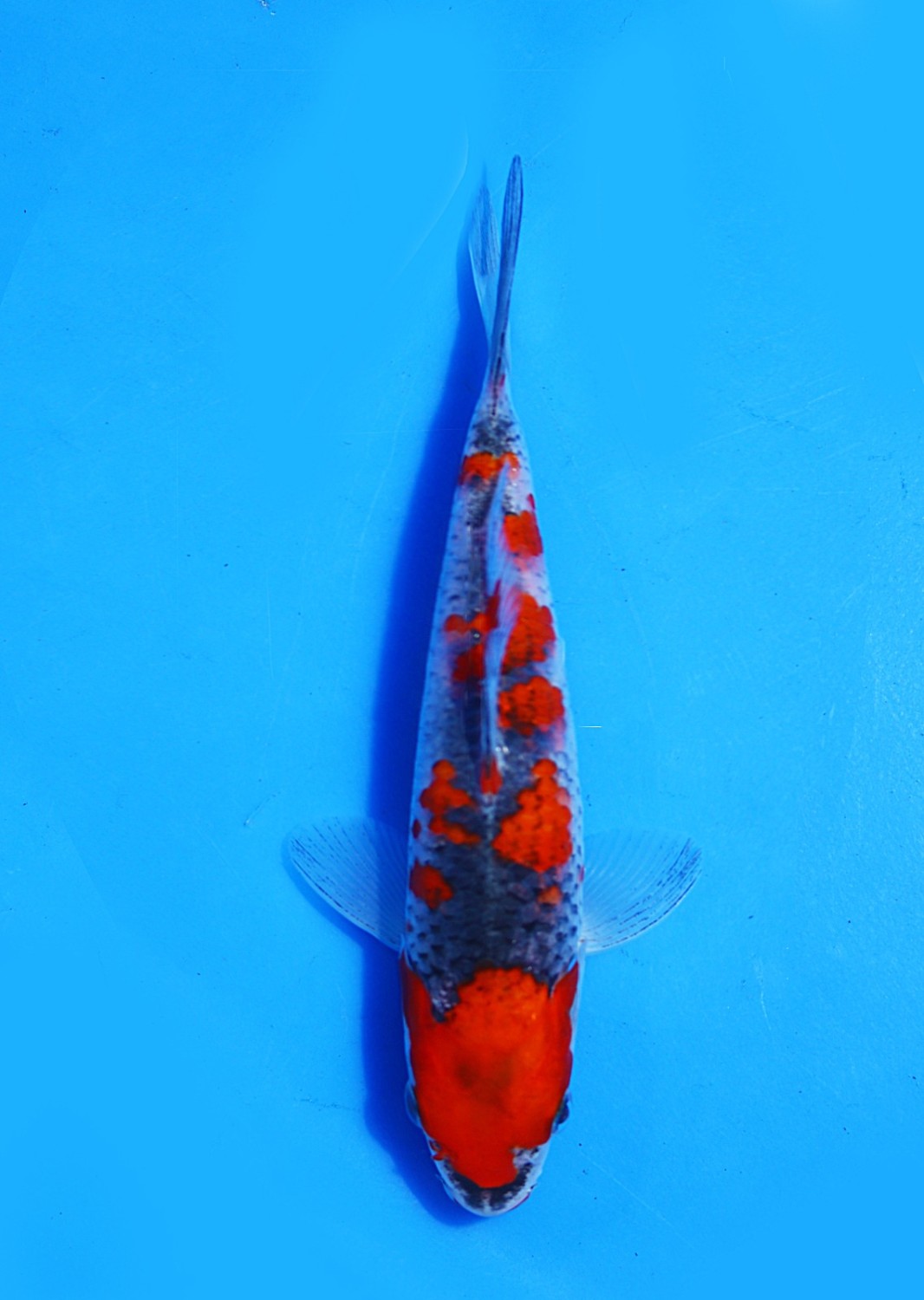 Juara 1