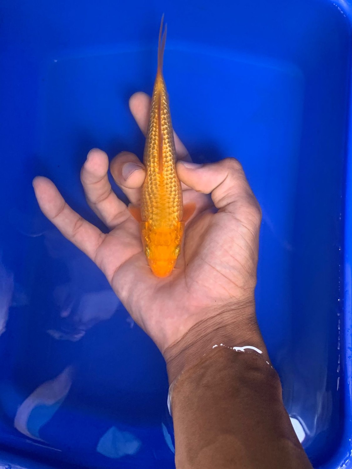 E. Kamboja Prize 13 - 15 cm