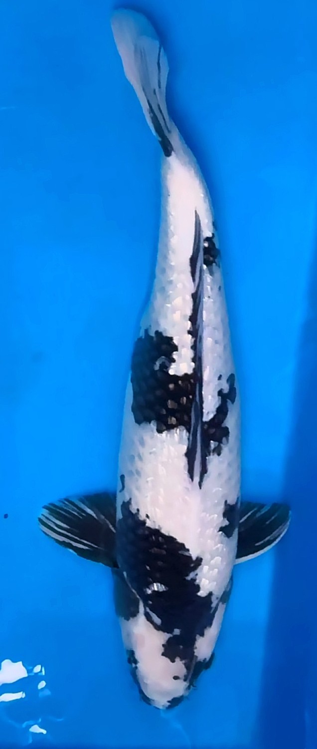 C. Anggrek Prize 46 - 50 cm
