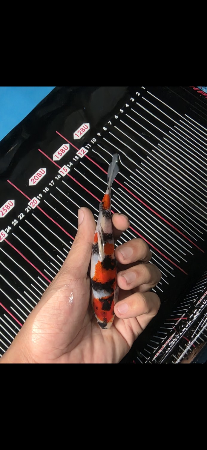 Juara 2