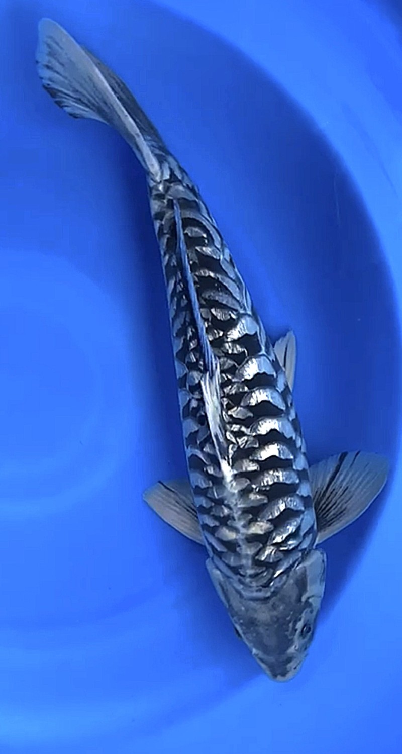 Juara 1