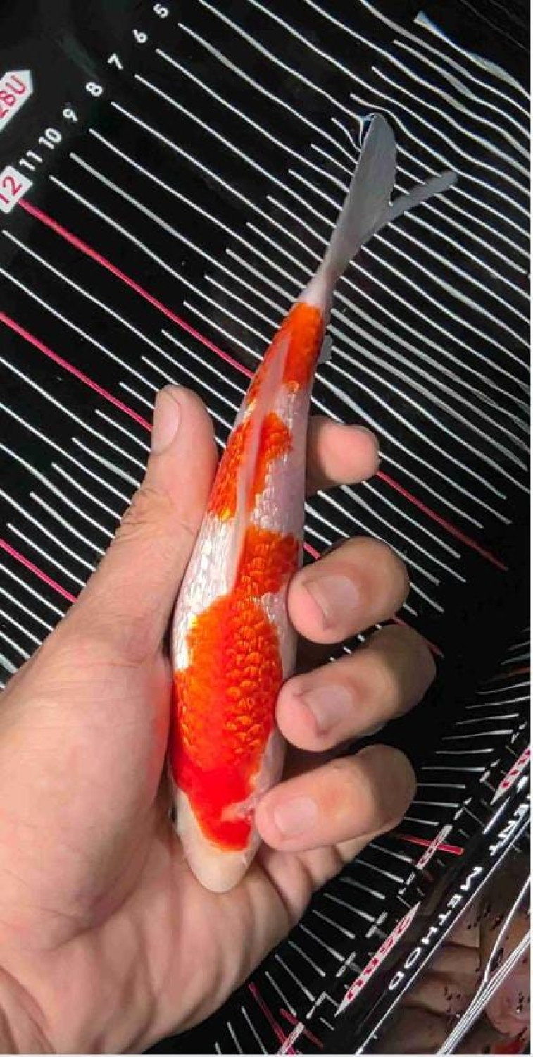 B. Melati Prize 16 - 20 cm