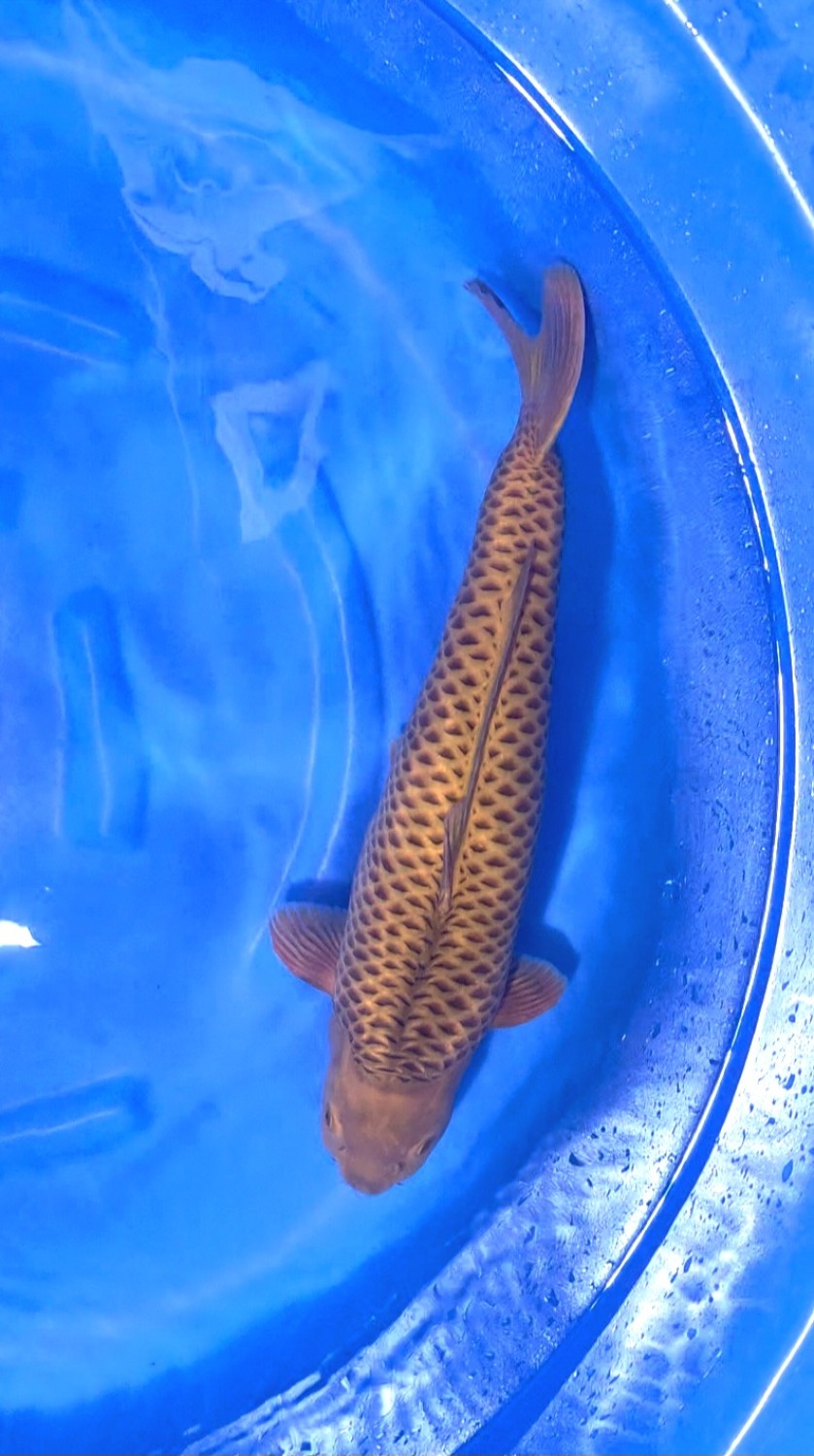 E. Kamboja Prize 51 - 55 cm