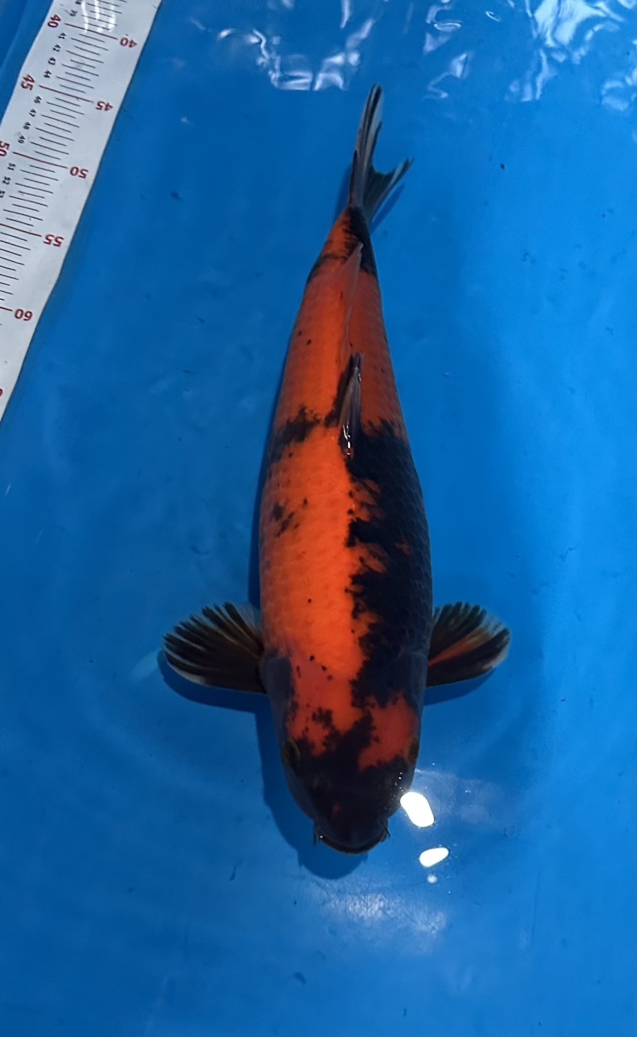 D. Cempaka Prize 36 - 40 cm