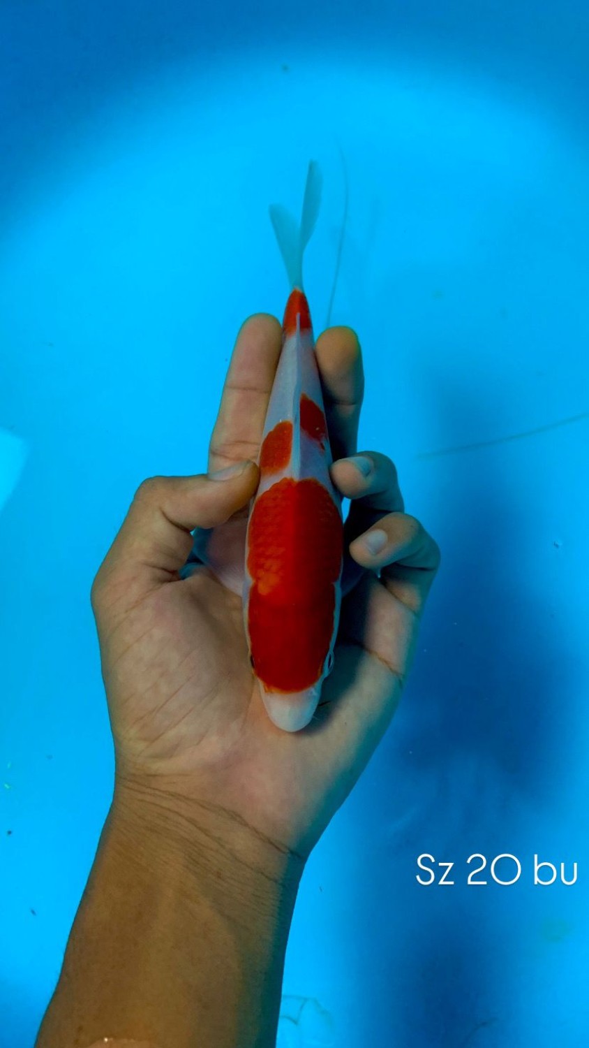 Ikan Koi Kohaku