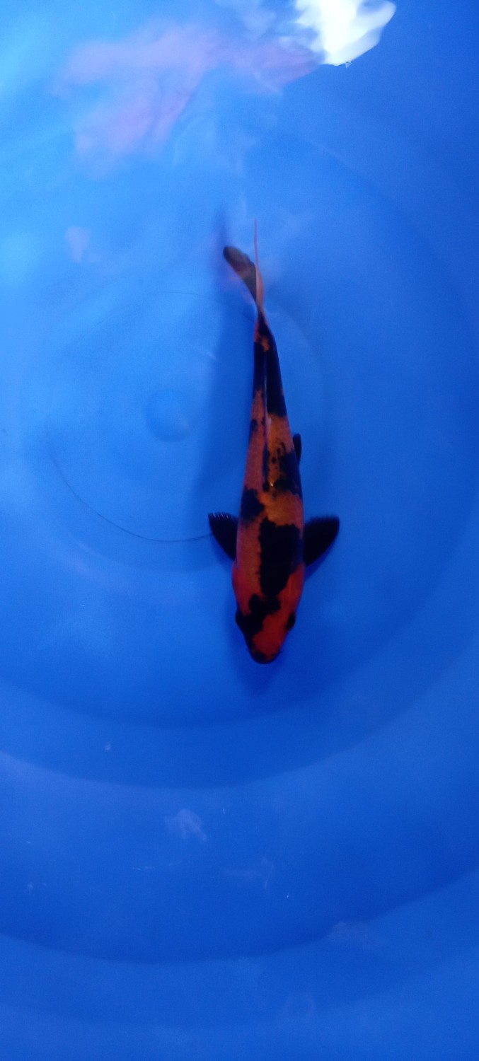 Ikan Koi Hi/Ki Utsurimono